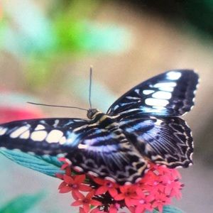 Meet your Posher, Sophie